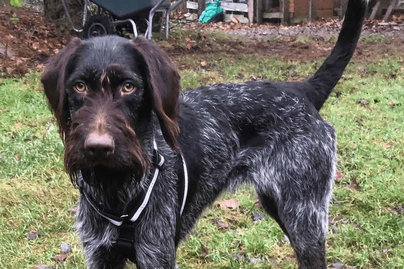 Lapland Dog of the Year: Celebrating 2016's Winners